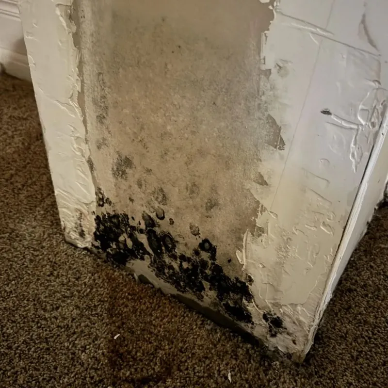Professional Mold Removal in Monroeville, IN